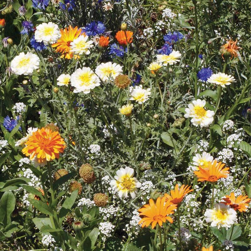Wildflowers, Annual Garden Seed Packets