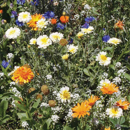Wildflowers, Annual Garden Seed Packets
