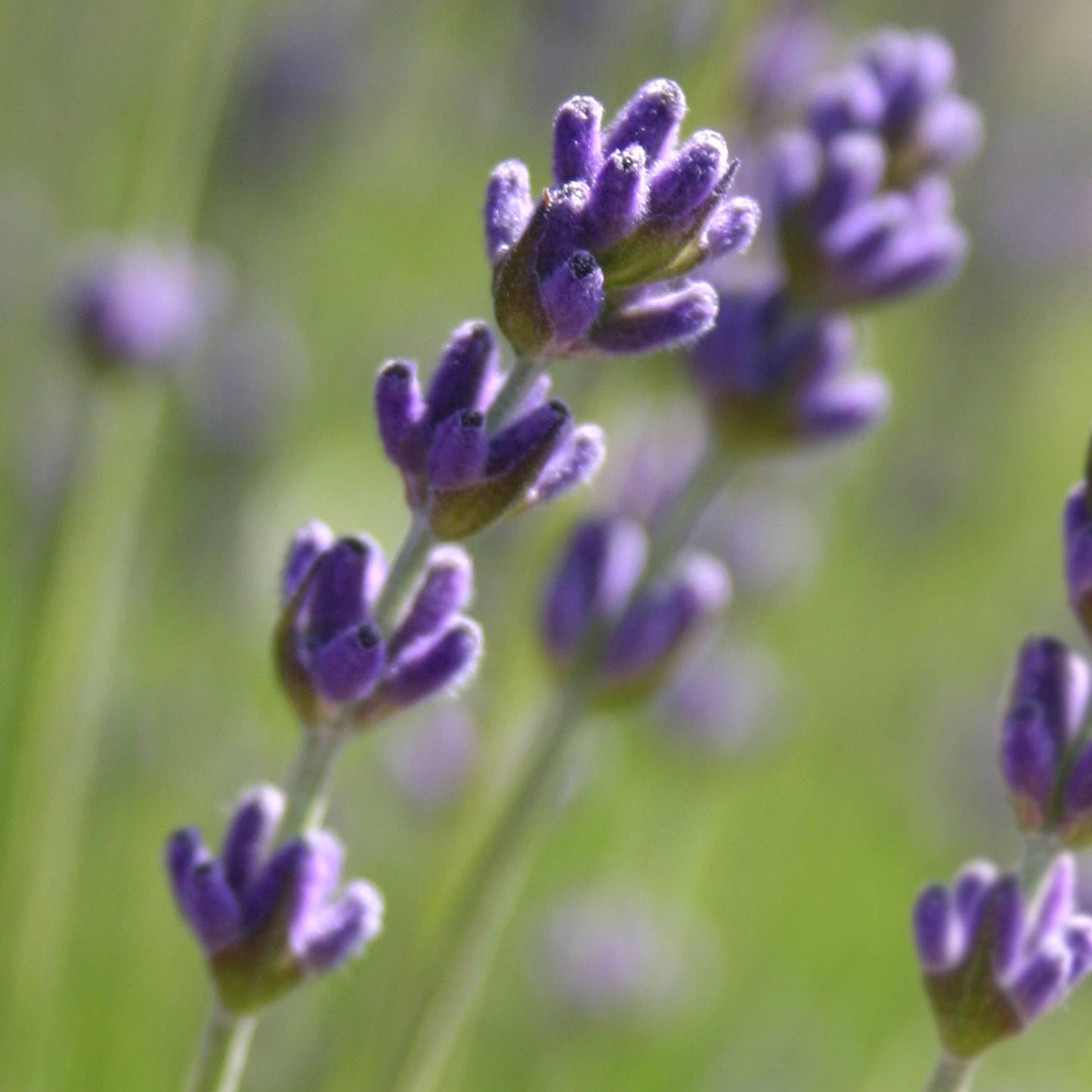 Edible Floral Sprinkles | Lavender